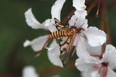 Amata grotei