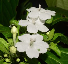 Ruellia foetida