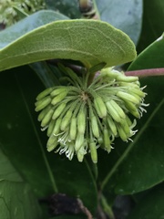 Smilax tomentosa