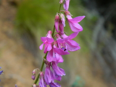 Hedysarum occidentale