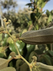Smilax tomentosa