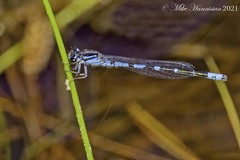 Enallagma recurvatum