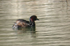 Tachybaptus ruficollis