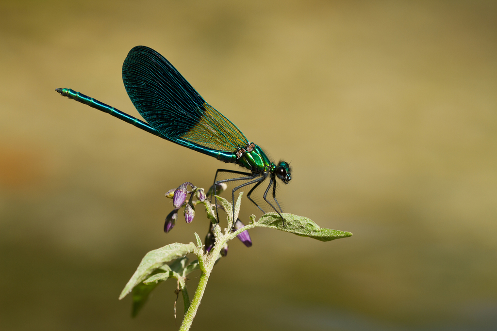 Western Demoiselle