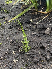 Equisetum arvense