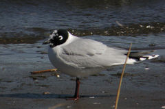 Saundersilarus saundersi