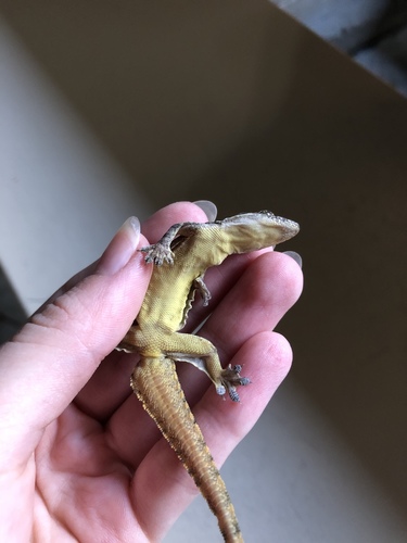 Flat-tailed House Gecko
