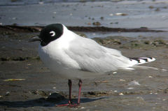 Saundersilarus saundersi