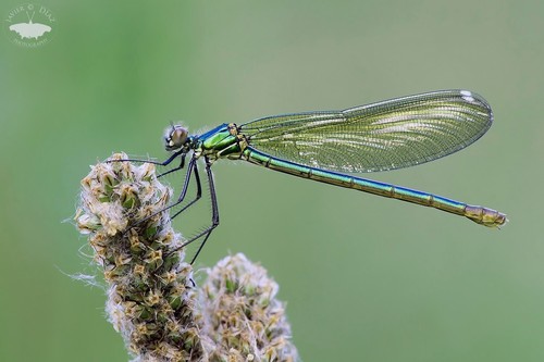 Western Demoiselle