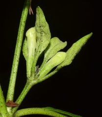 Ruellia foetida