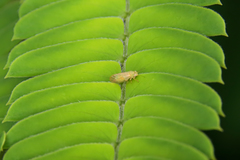 Acizzia jamatonica