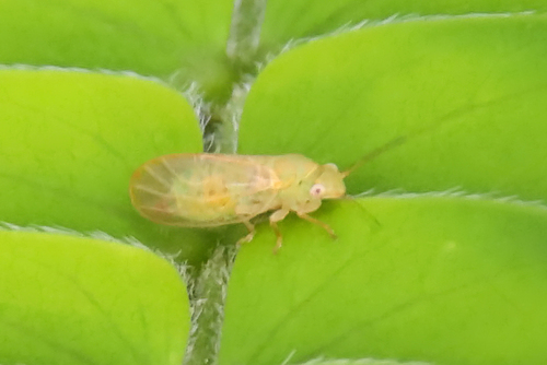 Mimosa psyllid