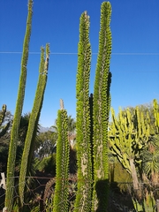 Didierea madagascariensis