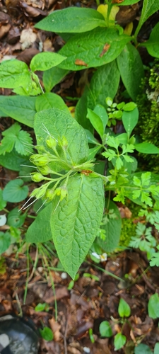 Tuberous comfrey (Symphytum tuberosum)
