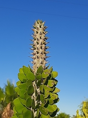 Didierea madagascariensis