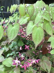 Epimedium × rubrum