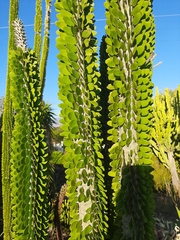 Didierea madagascariensis