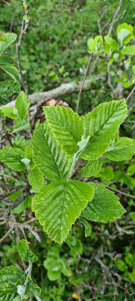 Aria edulis, Roma, Lazio, IT