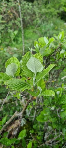 Aria edulis