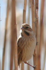 Emberiza schoeniclus