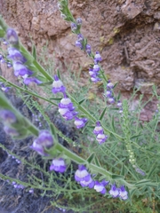 Sairocarpus multiflorus