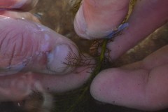Myriophyllum sibiricum