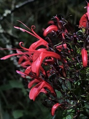 Stenostephanus