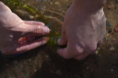 Myriophyllum sibiricum