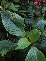 Stenostephanus