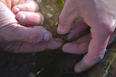 Myriophyllum sibiricum