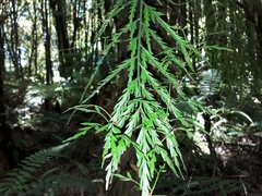 Asplenium bulbiferum x a flaccidum