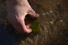 Myriophyllum sibiricum