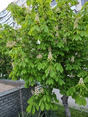 Aesculus hippocastanum
