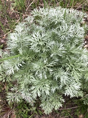 Artemisia absinthium