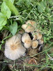 Coprinellus