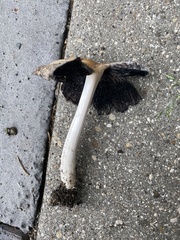 Coprinellus