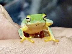 Raorchestes jayarami