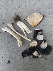 Coprinellus
