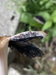 Coprinellus