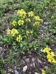 Barbarea vulgaris