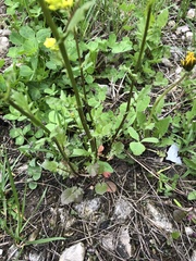 Barbarea vulgaris