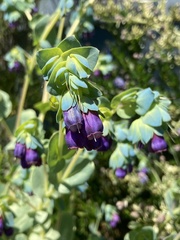 Cerinthe major