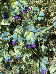 Cerinthe major