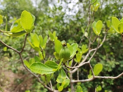 Gardenia gummifera