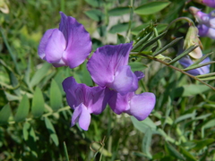Lathyrus pauciflorus