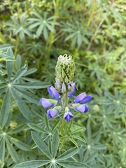 Lupinus nootkatensis