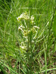 Miraglossum verticillare