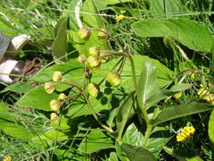 Asclepias fulva