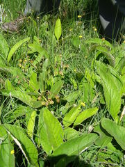 Asclepias fulva