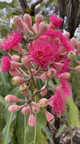 Corymbia ptychocarpa (F.Muell.) K.D.Hill & L.A.S.Johnson
